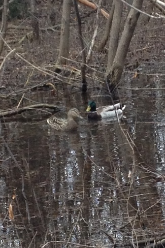 ducks in a pond Ottawa, Ontario Canada