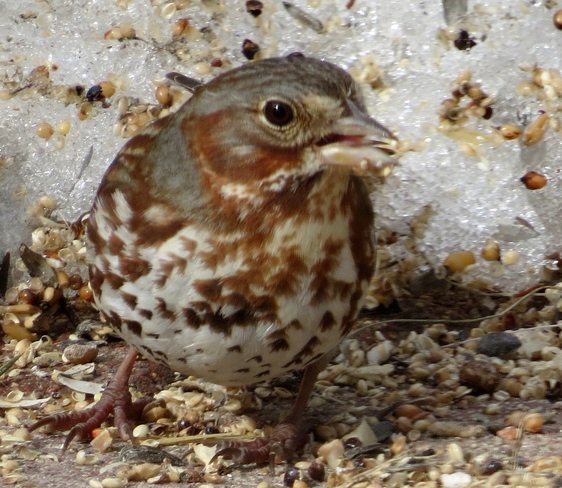 Savannah Sparrow Winnipeg, Manitoba Canada