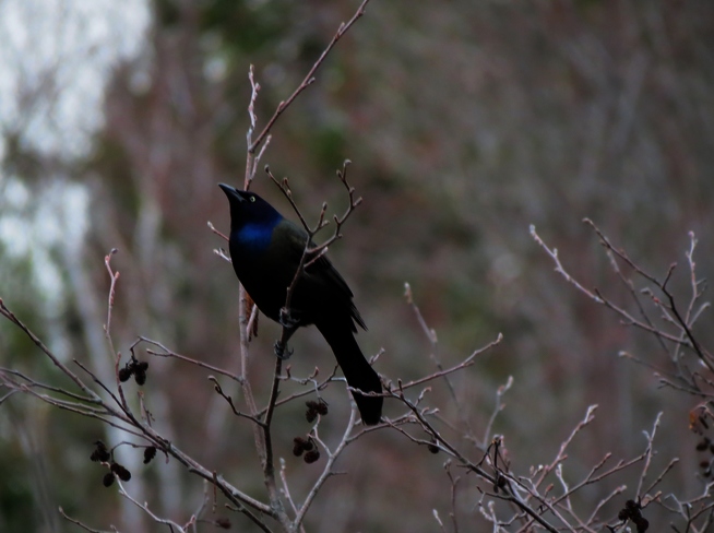 Beautiful Blackbird 