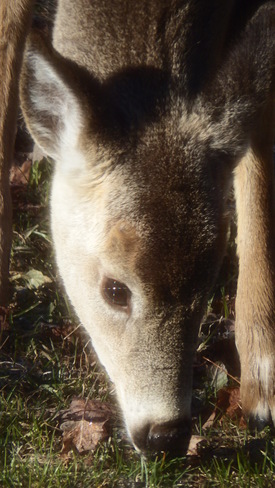 Little Deer Corbeil, Ontario Canada