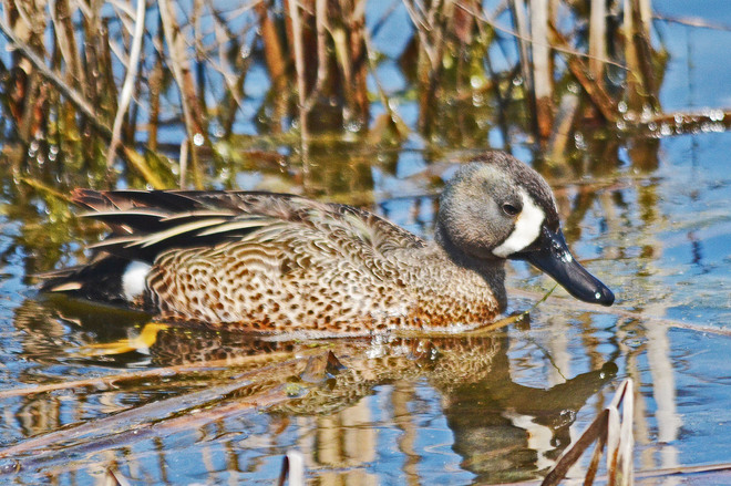 Blue-Winged Teal Whitby, Ontario Canada