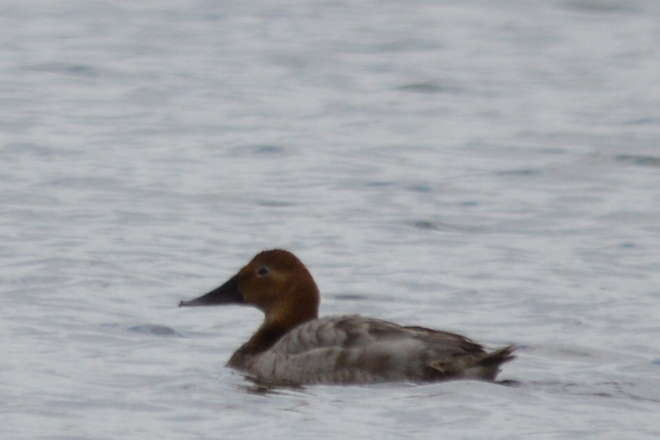 Canvasback Greater Vancouver, British Columbia Canada