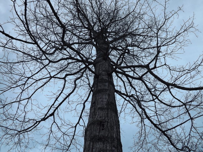 my big maple tree New Minas, Nova Scotia Canada