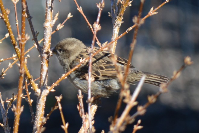 Sparrow! St. Catharines, Ontario Canada