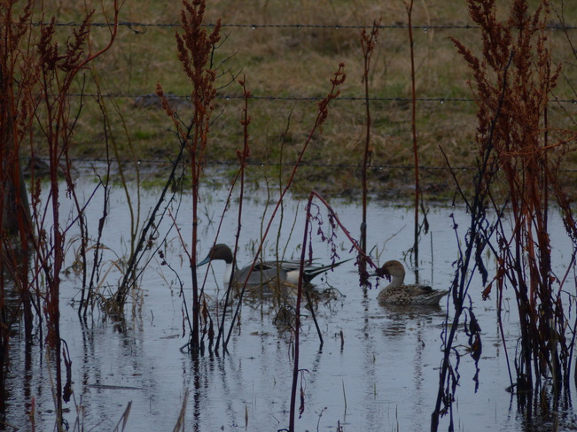 Pintail Duck pair Kindersley, Saskatchewan Canada