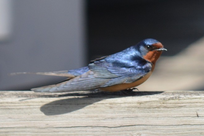 Barn Swallow! St. Catharines, Ontario Canada