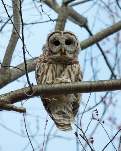 Barred Owl Ottawa, Ontario Canada