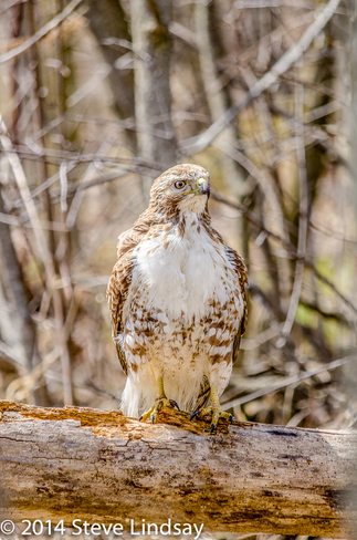 Immature Red-tailed Hawk Kitchener, Ontario Canada
