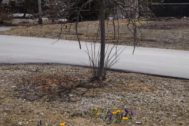 2/2 Spring has Sprung!!!! Pasadena, Newfoundland and Labrador Canada