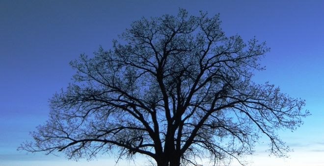 budding tree silhouette Brooks, Alberta Canada