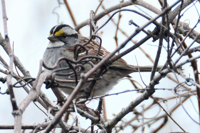 White-Throated Sparrow Delhi, Ontario Canada