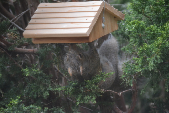 Upside down gray squirrel! St. Catharines, Ontario Canada