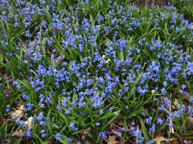 Spring flowers. Toronto, Ontario Canada