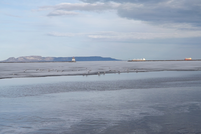 SEAGULLS ENJOYING THE LAST OF THE ICE Thunder Bay, Ontario Canada