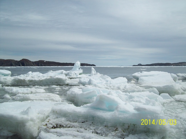 harbour ice Twillingate, Newfoundland and Labrador Canada