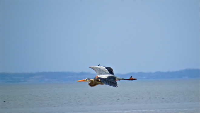 Blue Heron in flight Shediac, New Brunswick Canada