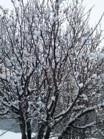 Snow in an apple tree in May Calgary, Alberta Canada