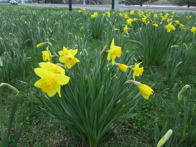 Daffodils near Dows Lake in Ottawa Ottawa, Ontario Canada