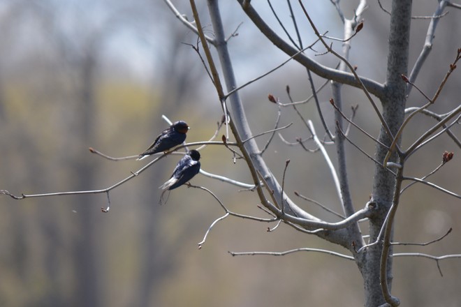 Barn Swallows! St. Catharines, Ontario Canada