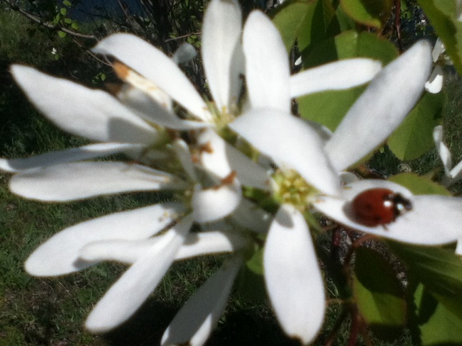 blossom & ladybug South Vernon, British Columbia Canada