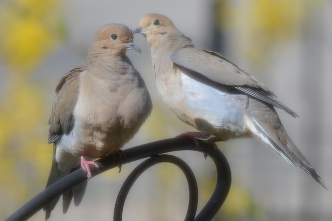 Doves! St. Catharines, Ontario Canada