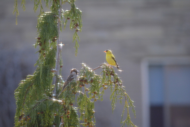 Goldfinch and house sparrow in Nootka! St. Catharines, Ontario Canada