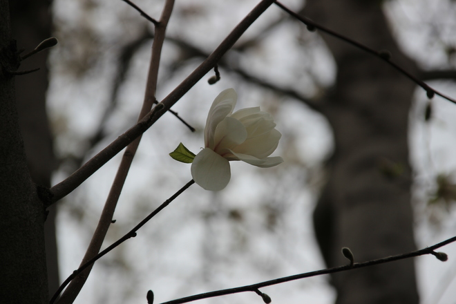 Beautiful magnolia. Toronto, Ontario Canada
