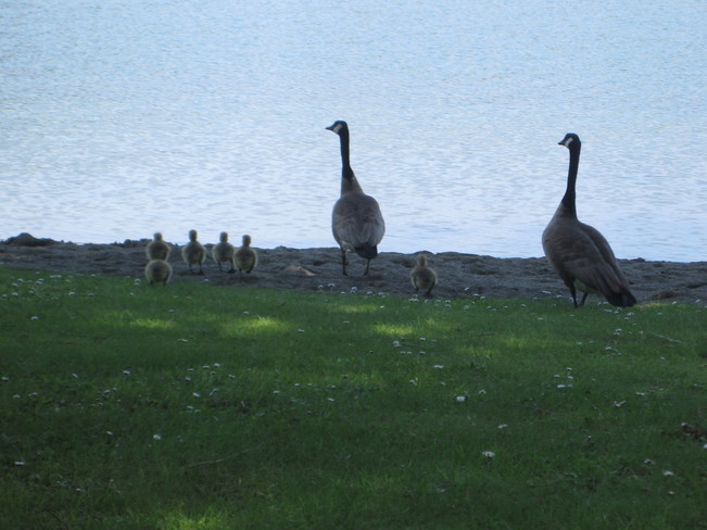 Family of Canada Geese at Cultus Lake Cultus Lake, British Columbia Canada