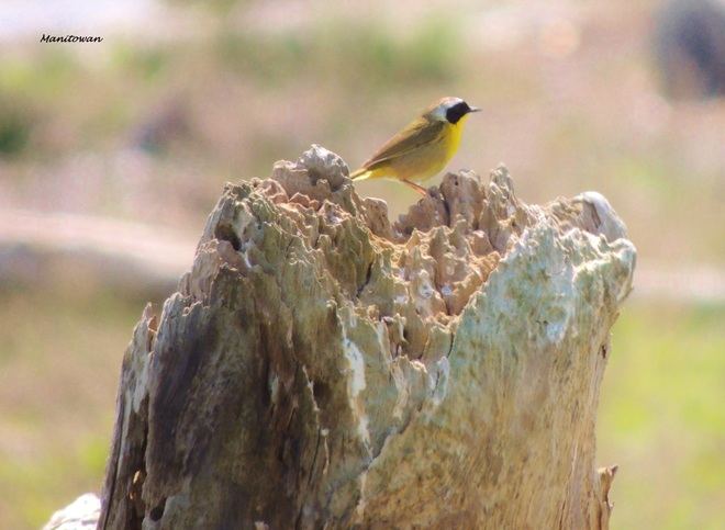 Masked Yellow Bird Delta, Colorado United States