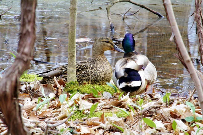 Ducks n Forest Scarborough, Ontario Canada