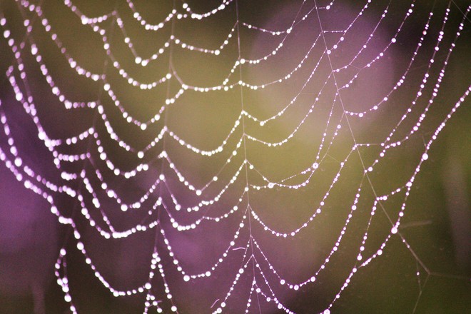 Spider web. Calgary, Alberta Canada