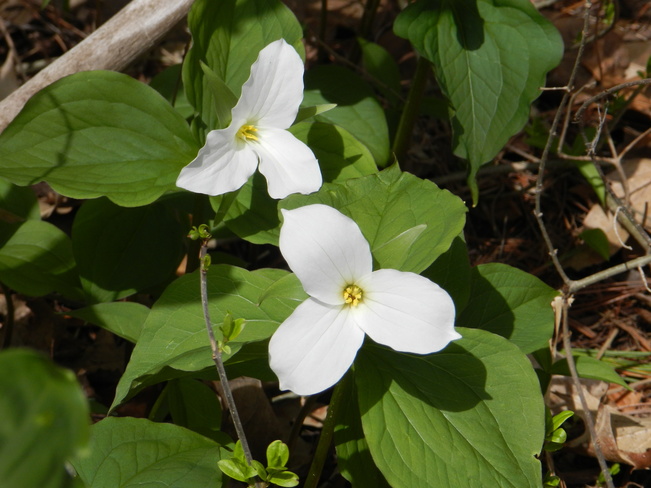 Trilliums Blooming in Barrie Barrie, Ontario Canada