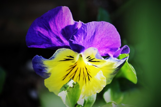 Happy Mothers Day.First flower.Pansy. Calgary, Alberta Canada