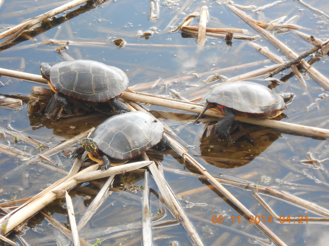 Turtles Kentville, Nova Scotia Canada