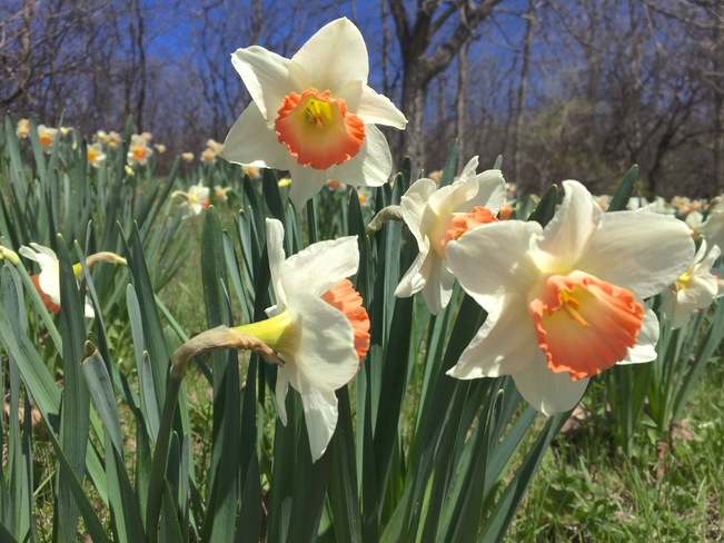 Daffodils Ottawa, Ontario Canada