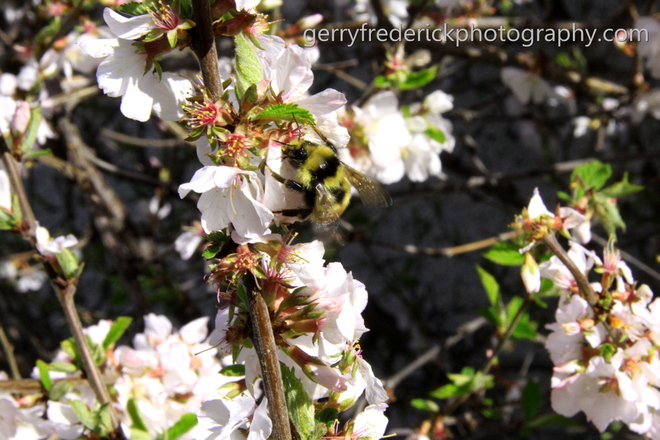 Bee on my cherry tree Cranbrook, British Columbia Canada