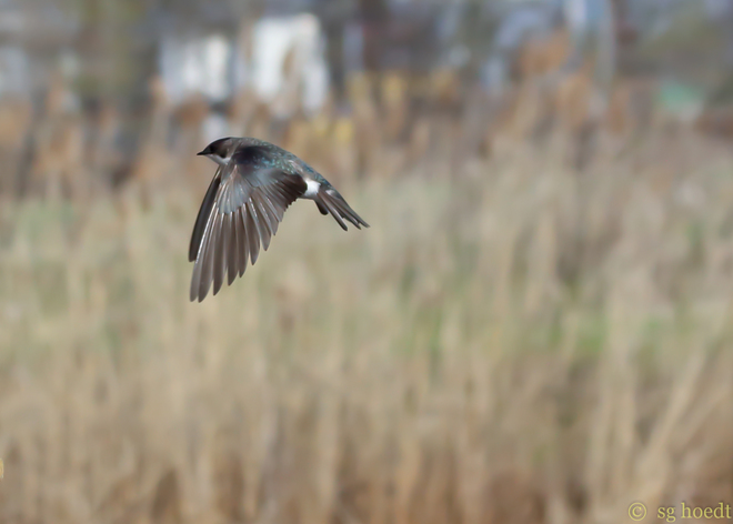 Tree swallow in flight Dunnville, Ontario Canada