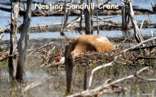 Sandhill Crane Fergus, Ontario Canada