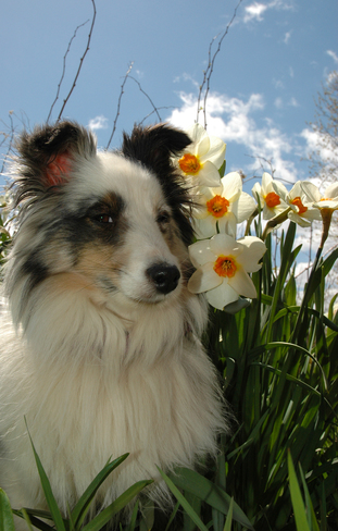Blizzard enjoying the beautiful spring blooms Stayner, ON