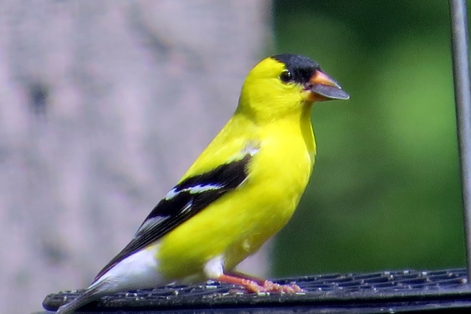 goldfinch with sunflower seed Jersey City, New Jersey United States