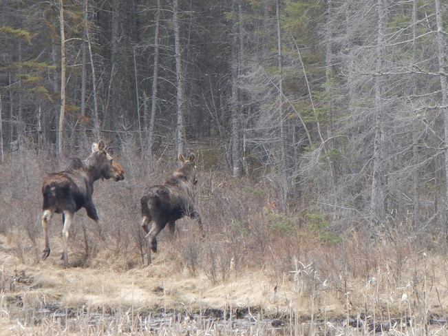spring moose Geraldton, Ontario Canada