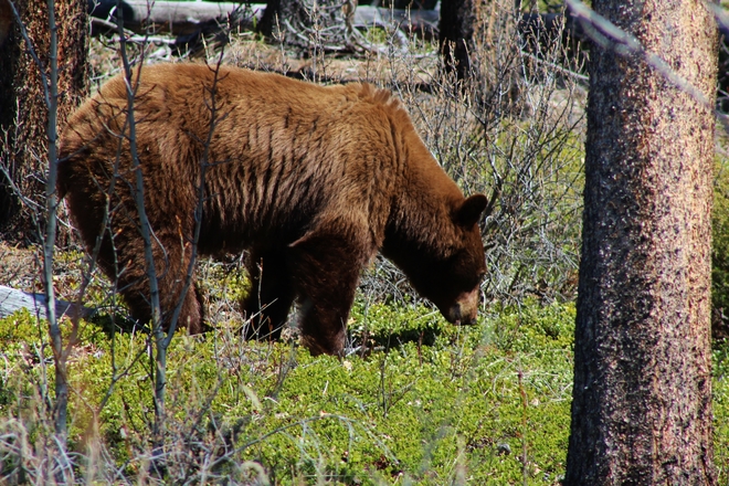Brown Black Bear Jasper, Alberta Canada