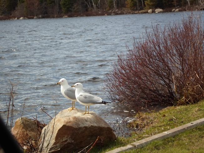 Two on a ROCK/WAITING for DINNER Elliot Lake, Ontario Canada