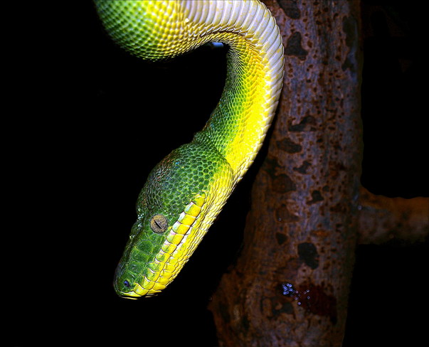 Emerald Tree Boa Snake (Toronto Zoo) Scarborough, Ontario Canada