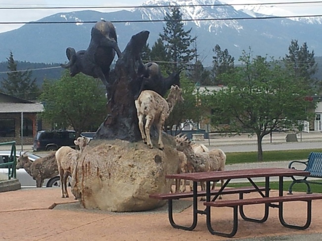 Bighorn Sheep Radium Hot Springs, British Columbia Canada