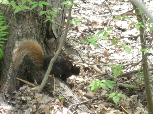 squirrel Ottawa, ON