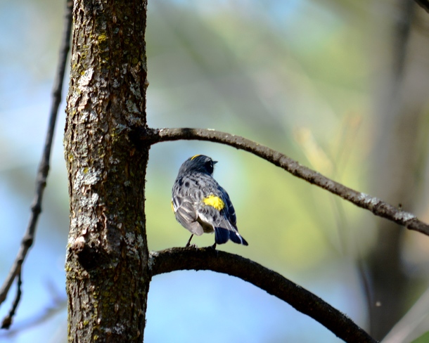 Yellow rumped warbler, showing off his yellow rump! Ottawa, ON