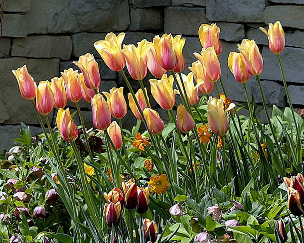 Tulips Scarborough, Toronto, ON