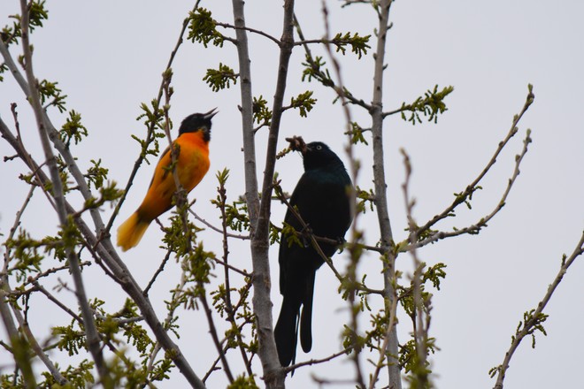 Oriole singing for the Grackle! St. Catharines, ON, Canada