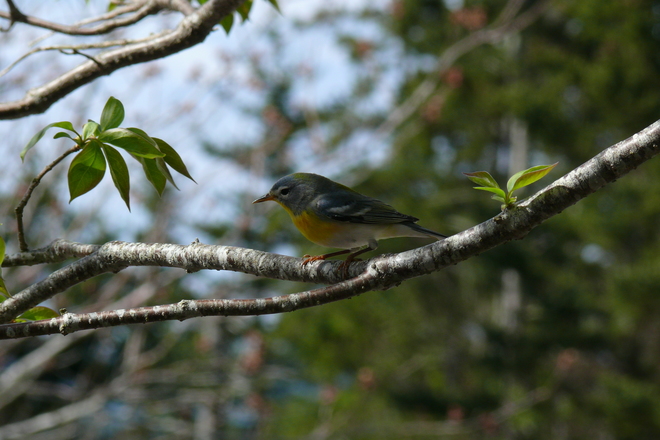 Northern Parula in Weymouth, NS Weymouth North, NS